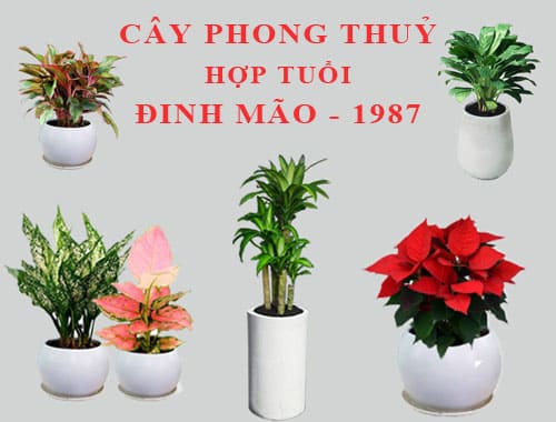 cay hop phong thuy dinh mao
