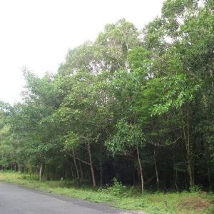 rung quoc gia phuoc buu1