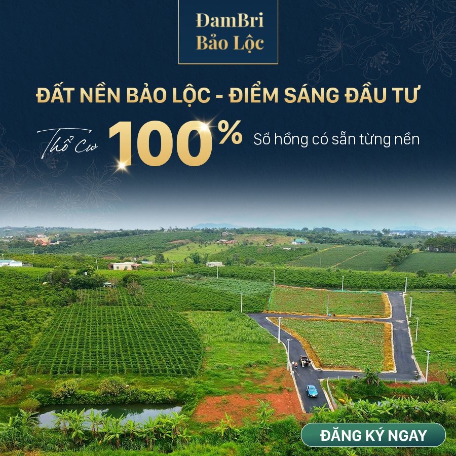 dambri bao loc
