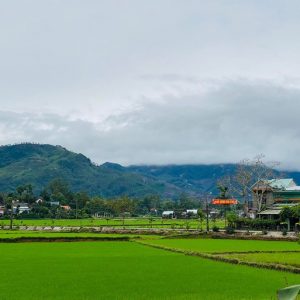 chuyen nhuong dat trong lua