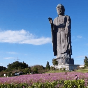 Đại Tượng Phật A Di Đà Ushiku Daibutsu