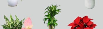 cay hop phong thuy dinh mao